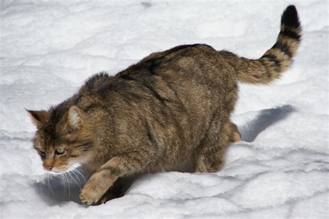 European Wildcat Amazing Facts & Photographs | The Wildlife