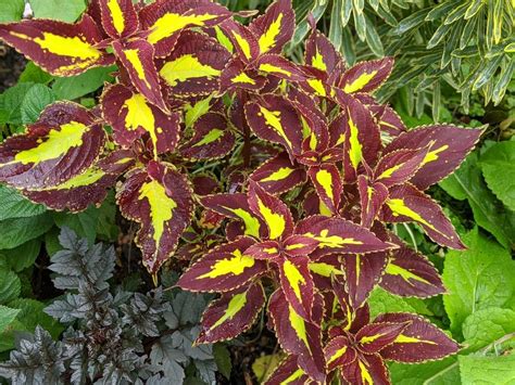 Coleus: Plant Care and Collection of Varieties - Garden.org