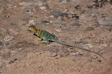 Common Collared Lizard Photograph by Flo McKinley - Pixels