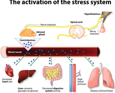 Cortisol hormones - wblasopa