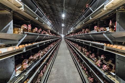 Poll majority believes factory farming prioritises profits