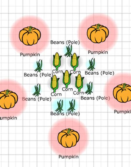 Companion Planting: Three Sisters Garden Plans