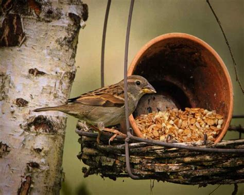 What do Sparrows Eat? Feed Them This to Attract Them!