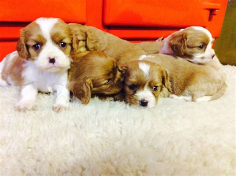 King Charles Spaniel Puppies For Sale | Norfolk, VA #257013