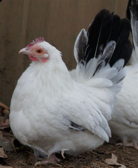 better pics of my black tailed white japanese bantams | BackYard ...