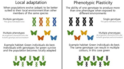 Phenotypic Plasticity Examples