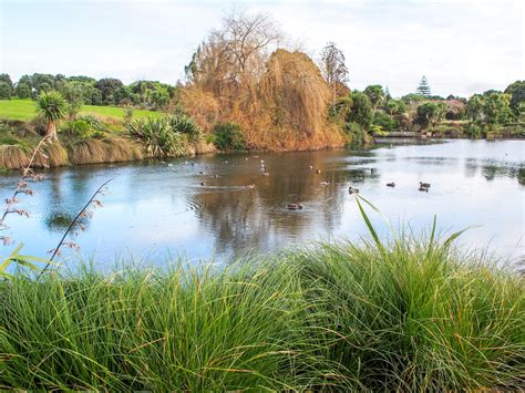 Auckland Botanical Gardens Pond – Aucklife