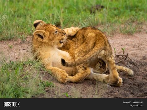 Two Lion Cubs Grass Image & Photo (Free Trial) | Bigstock