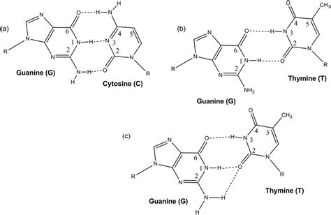 Structures of (a) paired G:C (b) paired G:T with wobble base pair ...