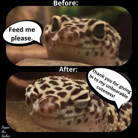 Image result for cute leopard gecko memes to print | Leopard gecko ...