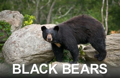 Black Bears | Great Smoky Mountains National Park