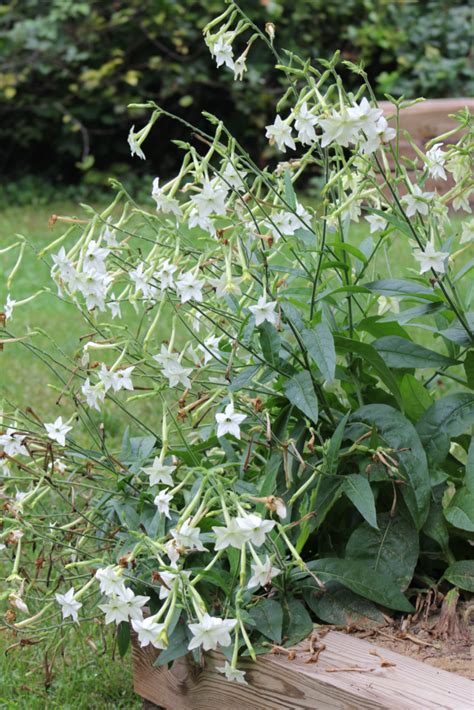 Flowering Tobacco - Powdermill Nature Reserve