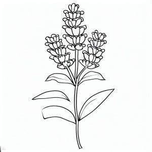 Harvest Lavender Flower Coloring Pages : Coloring for Kids – Smart, Creative, and Fun