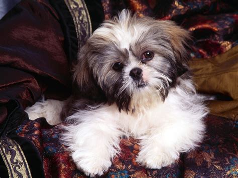 Hermoso perrito | Shih tzu dog, Shih tzu puppy, Pet dogs