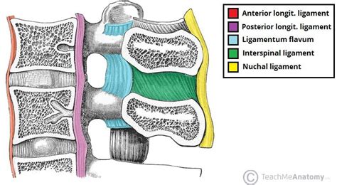 The Cervical Spine - Features - Joints - Ligaments - TeachMeAnatomy