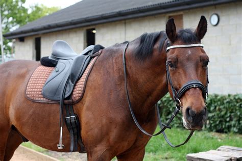 The 3 Best English Saddles: Reviews & Buying Guide - Equineigh