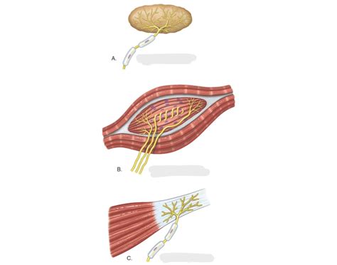 Different types of proprioceptors Quiz