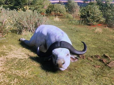 Leucistic Cape Buffalo! : r/theHunter