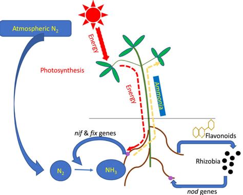 Nitrogen Metabolism: Nitrogen Cycle Daigram, Biological Fixation, Nodule Formation - PhD Nest