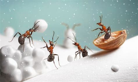 Understanding the Characteristics of Sugar Ants to Know How to Eliminate Them | BuddyBlogger