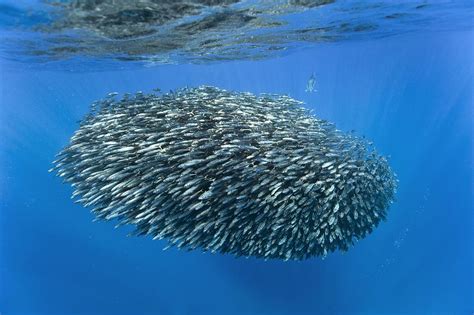 Dolphin hunting mackerel Photograph by Science Photo Library - Fine Art America