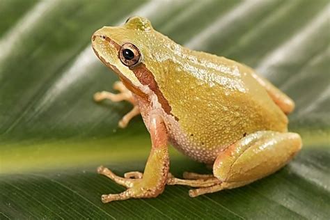 Northern Pacific Tree (Chorus) Frog | Online Learning Center | Aquarium ...