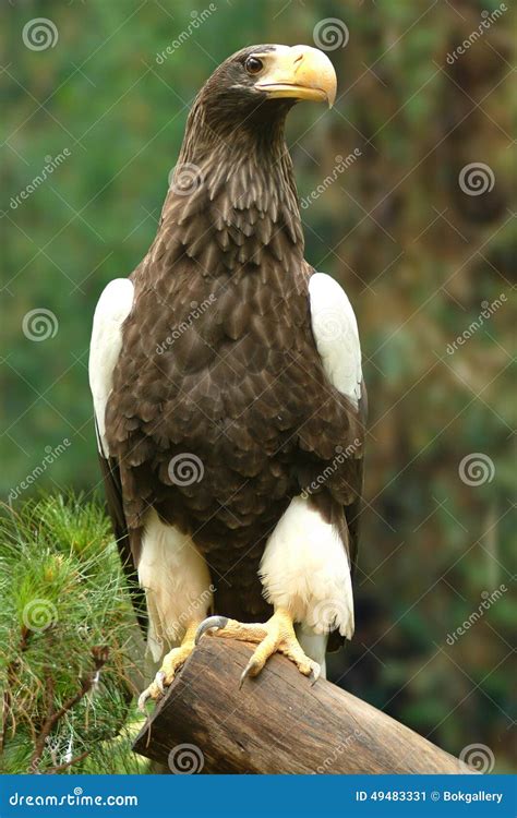 Eagle, 2nd Largest Species in the World Stock Image - Image of largest, vertical: 49483331