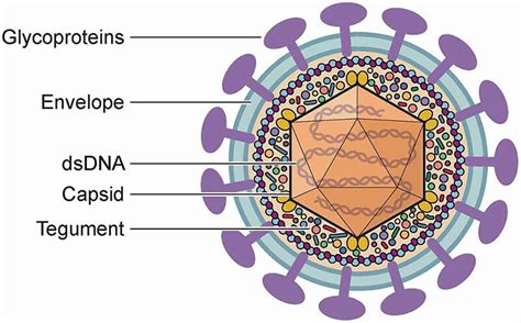 Herpes Simplex Virus Antigens - Creative Diagnostics