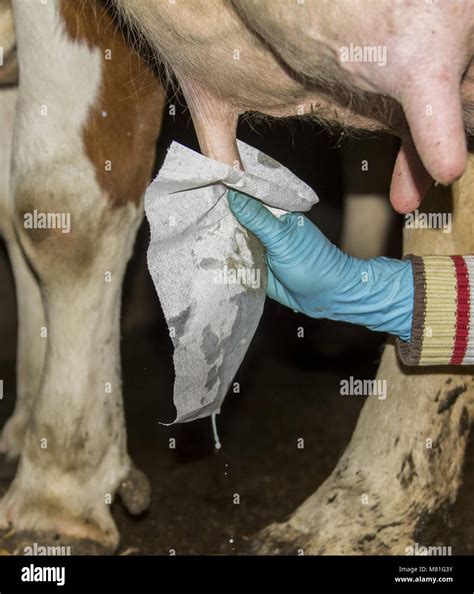 Udder hygiene 3 Stock Photo - Alamy