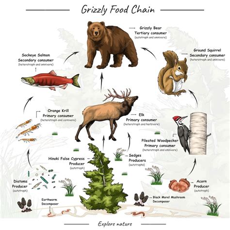 Premium Vector | Grizzly bear food chain