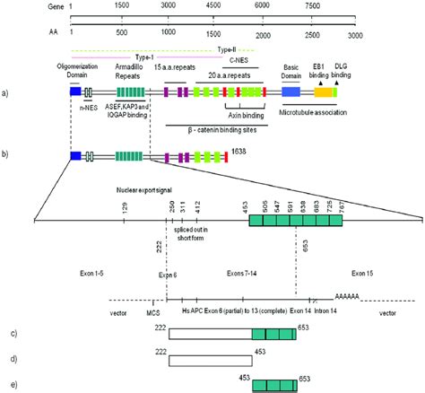 Structure of APC and its interacting constructs. Schematic domain ...