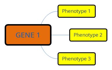 Pleiotropic geneA. Controls only one phenotypeB. Controls several phenotypesC. Masks the ...