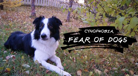 Cynophobia (the Fear of Dogs): Are You Cynophobic?