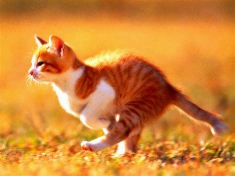 Running Cat Wallpapers. ~ Image world