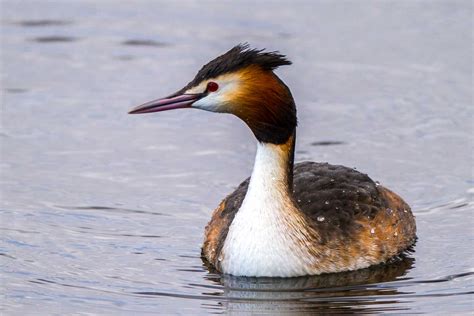 Great Crested Grebe (Podiceps cristatus)