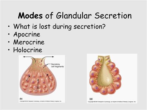 PPT - Epithelial Tissues PowerPoint Presentation - ID:306935