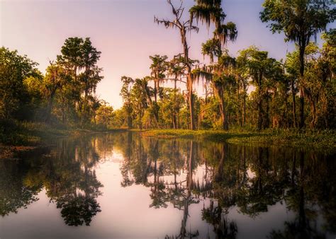 Pântano Nova Orleans Bayou - Foto gratuita no Pixabay - Pixabay