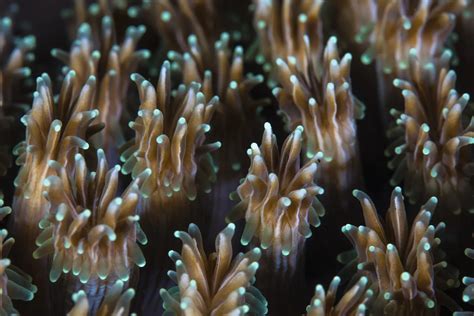 What is coral bleaching? - Nexus Newsfeed