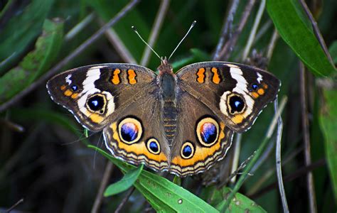 Common Buckeye Butterfly Photograph by Cheryl Cencich