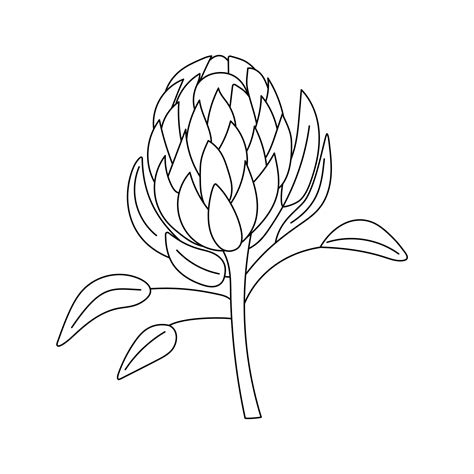 Outline drawing of a protea flower.Vector illustration. 17505526 Vector ...