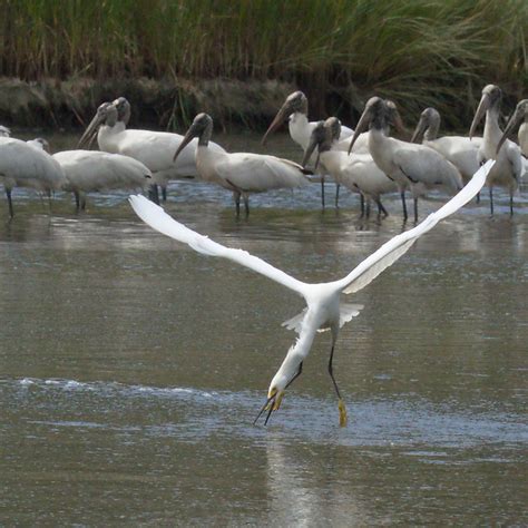 Pluff Mud Perspectives: A Visit to Bear Island Wildlife Management Area -- May 20, 2012