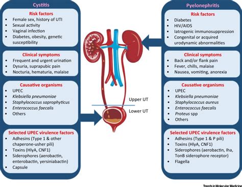 Urinary Tract Infection: Pathogenesis and Outlook: Trends in Molecular Medicine