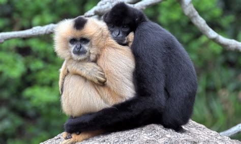 Scientists discover new gibbon species inside ancient Chinese tomb