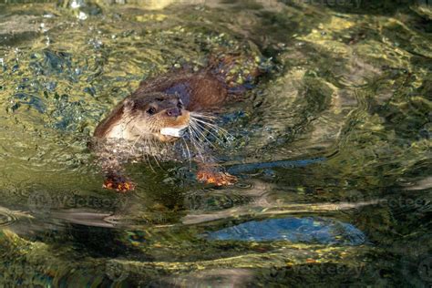 Otter catching a fish in the river 17411408 Stock Photo at Vecteezy