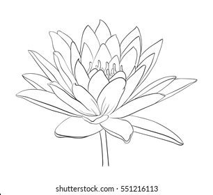 Floral Water Lily Design Vector Illustration Stock Vector (Royalty Free) 551216113 | Shutterstock