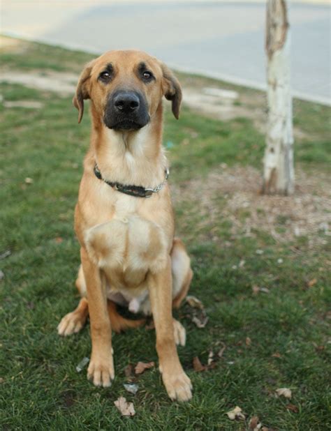 Tan German Shepherd Lab Mix Puppies