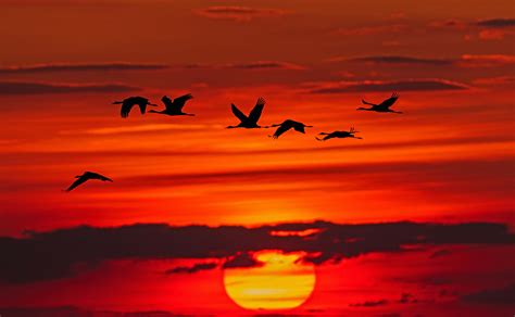 Flock Time-lapse Photography Of Flock Of Birds In Flight During Golden ...