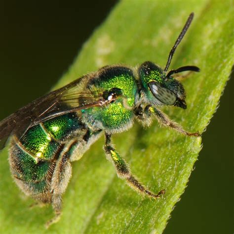 Green Metallic Sweat Bee (A guide to the Ants, Bees, Wasps and Sawflies (Order Hymenoptera) of ...