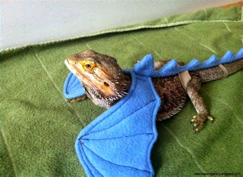 Bearded Dragon Costumes | Wallpapers Gallery