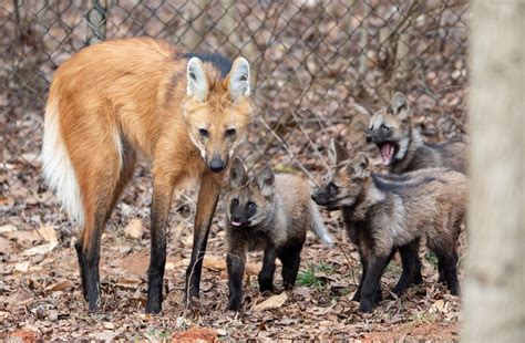 The 4 maned wolf pups now have names. What did the Greensboro Science ...